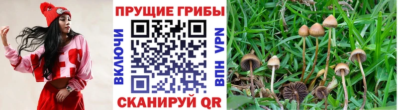 Купить  Поронайск  Псилоцибиновые грибы MAGIC MUSHROOMS 